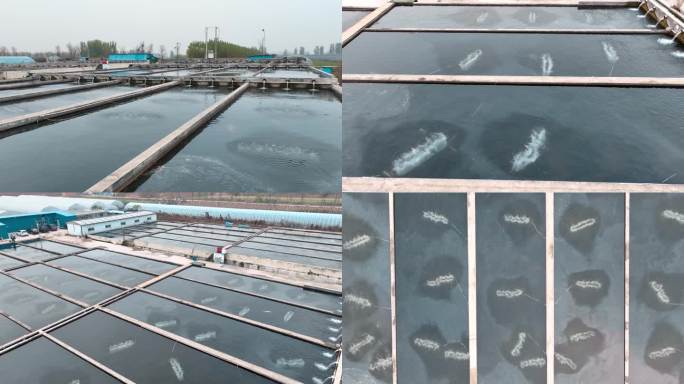 养鱼场 三文鱼 鲟鱼养殖基地