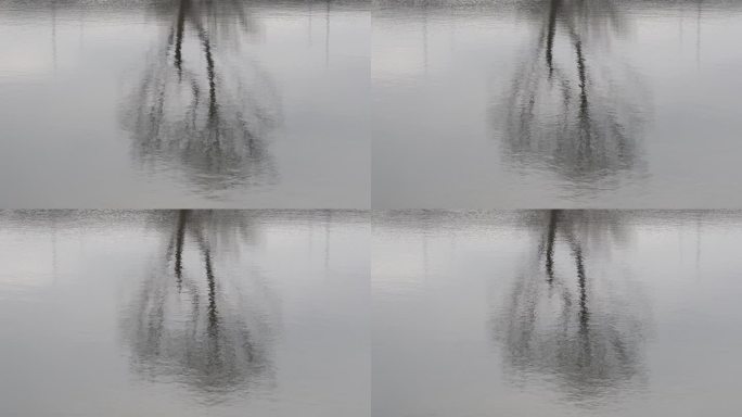 树木水面倒影湖面倒影