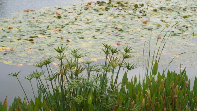 湖边水草风吹芦苇大河江河江边湖泊湖畔岸边