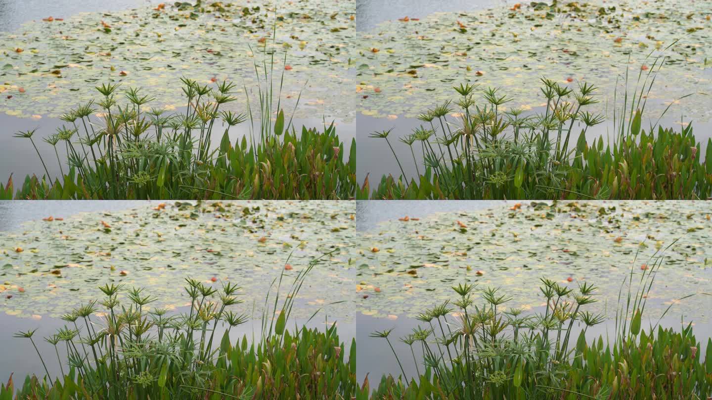 湖边水草风吹芦苇大河江河江边湖泊湖畔岸边