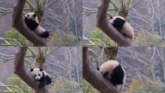 树枝上的熊猫