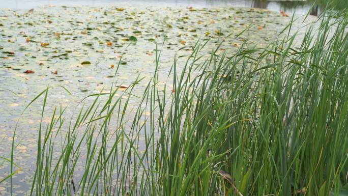 湖边水草风吹芦苇大河江河江边湖泊湖畔岸边