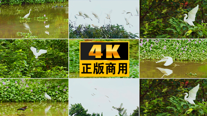 鸟白鹭飞翔湿地飞鸟公园大自然湖泊鸟类生态