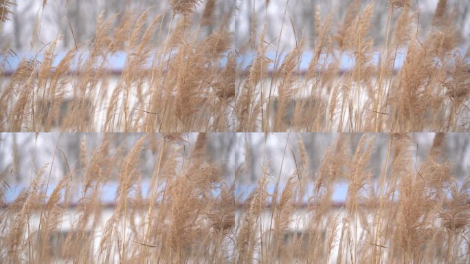 一丛芦苇在春风吹拂中起伏摇摆02