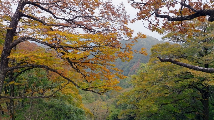 秋天红叶森林树木