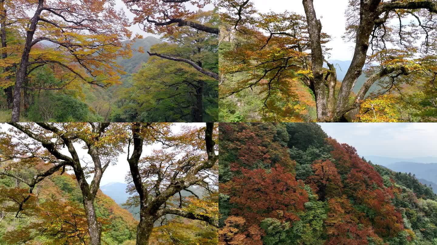 秋天红叶森林树木