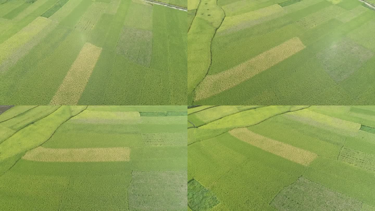 稻田 水稻 农村 米饭 金黄色 绿色稻田