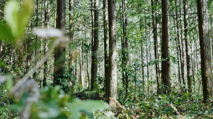 森林 阳光树林自然风景大自然原始森林植物