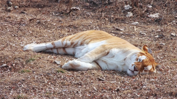 【4K动物世界】睡觉的老虎