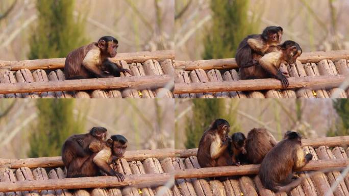 【动物世界】温馨充满爱的小猴子画面02