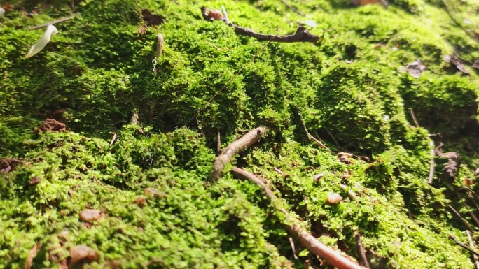 春天阳光绿色植物苔藓丛林