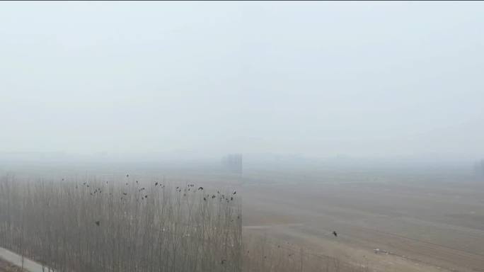竖屏版本村庄周围的乌鸦视频素材