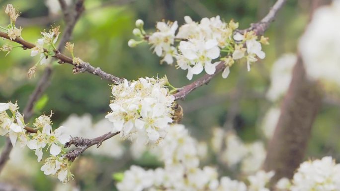 李花盛开蜜蜂飞舞采蜜