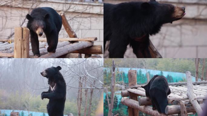 【4K动物世界】焦急等待喂食的黑熊