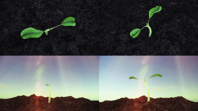 春天种子发芽生长绿色延时三维动画视频素材