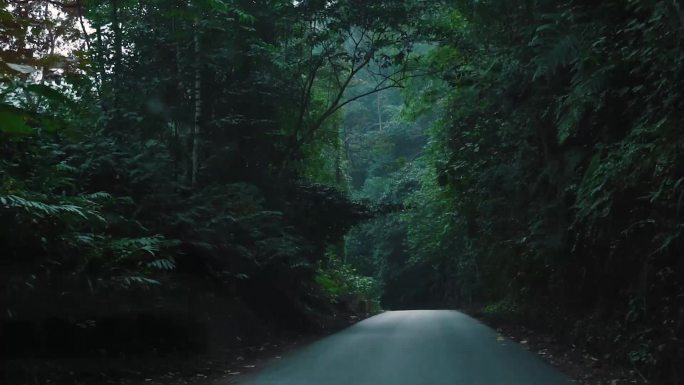 行驶在版纳自然保护区的公路