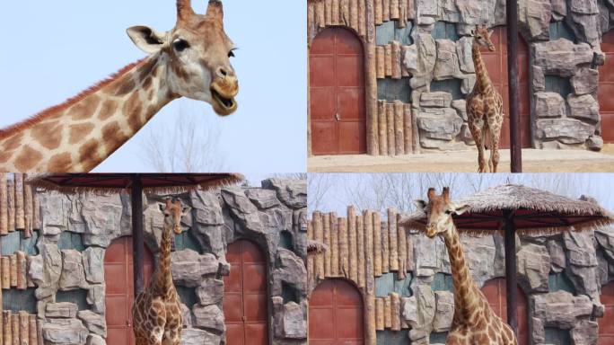 【4K动物世界】长颈鹿