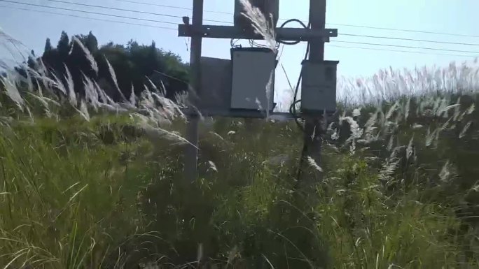 田园高山芦苇地