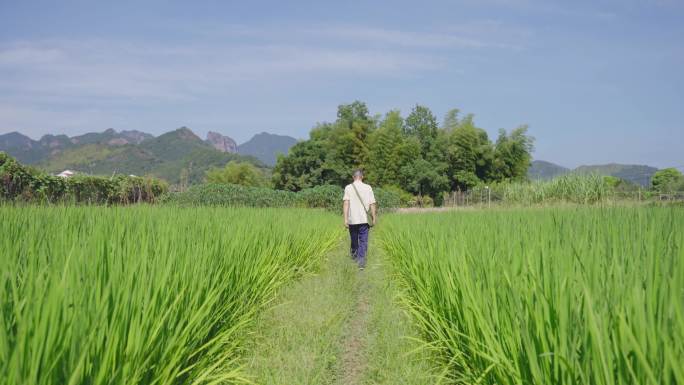 田地田间行走