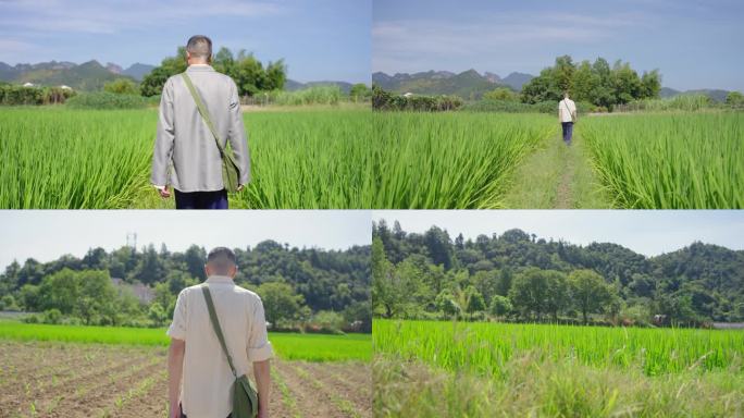 田地田间行走