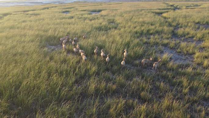 江苏东台黄海湿地 条子泥湿地的麋鹿群