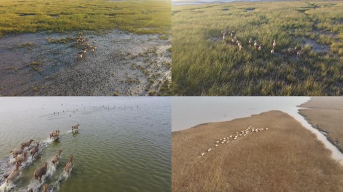 江苏东台黄海湿地 条子泥湿地的麋鹿群