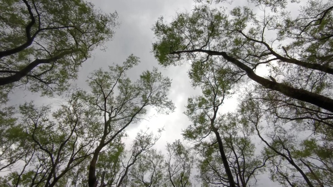 暴风雨前摇晃的树