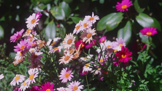 蝴蝶飞在五彩花朵草丛在阳光下唯美盛开