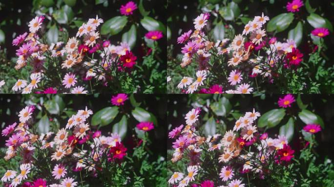 蝴蝶飞在五彩花朵草丛在阳光下唯美盛开