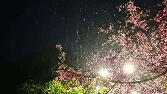 雨中唯美樱花大雨桃花杏花夜樱花空镜头开花