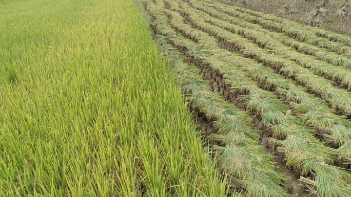 稻田丰收 收割好的稻穗 田野上的稻穗航拍