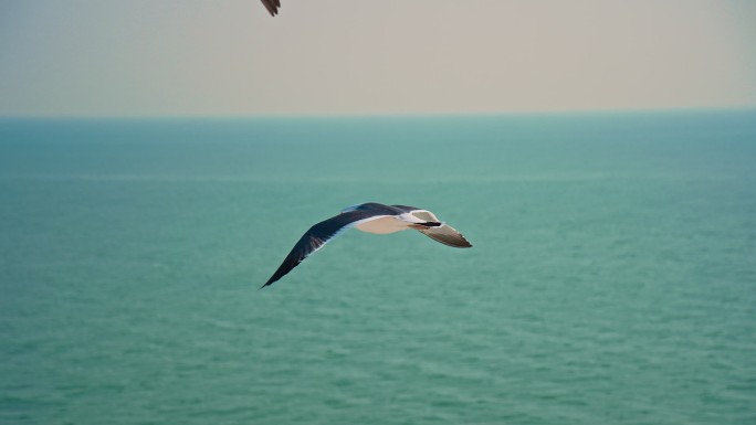 大海和天空中飞翔的海鸥
