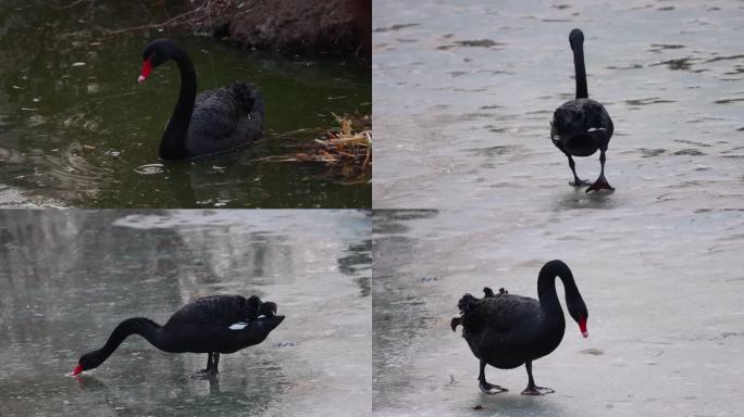 【4K动物世界】觅食的黑天鹅