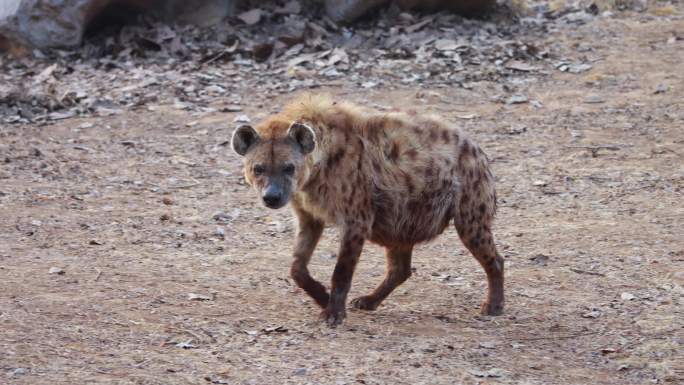 【4K动物世界】鬣狗