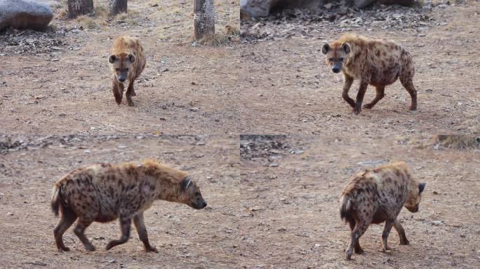 【4K动物世界】鬣狗