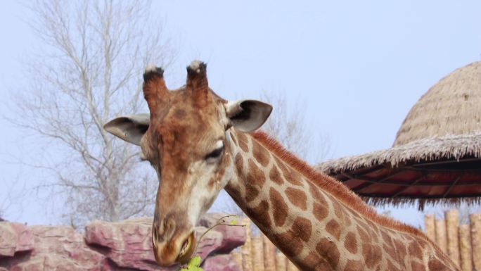 动物园游客喂食长颈鹿