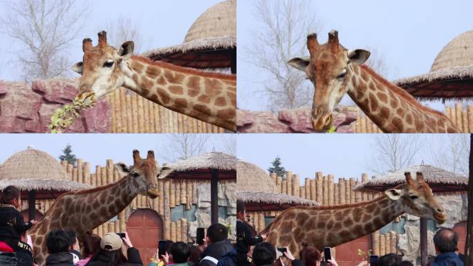 动物园游客喂食长颈鹿