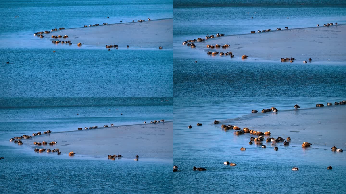 寒冬-蓝色的冰湖-一群在冰舌上休息的鸭子