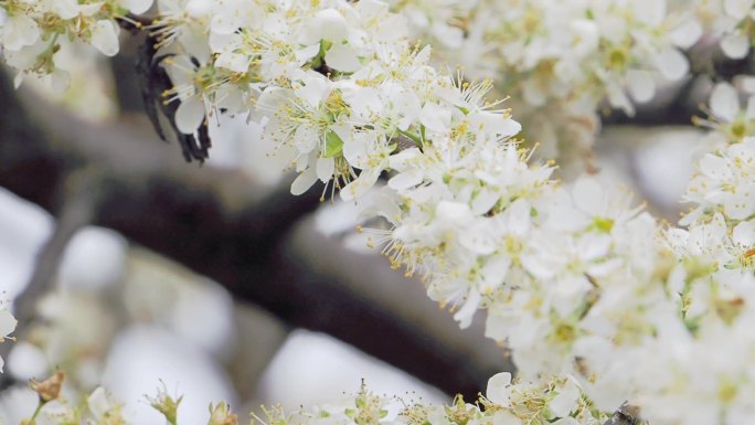 李花盛开蜜蜂飞舞采蜜