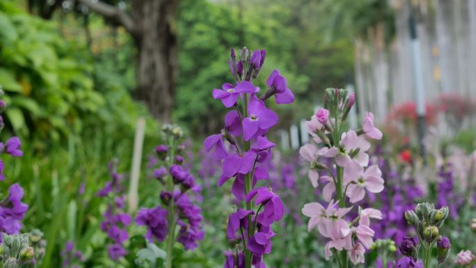 厦门 五通 灯塔 花海 紫罗兰