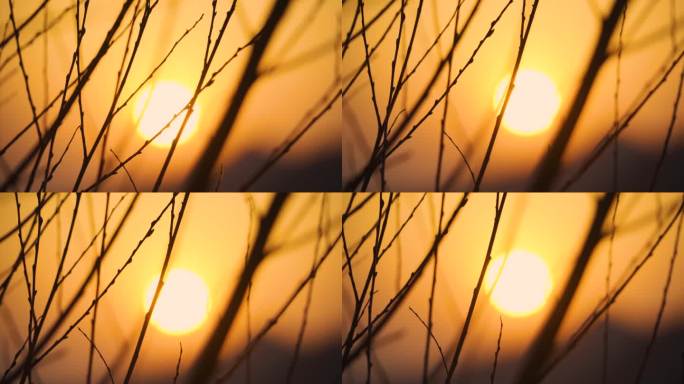 秋意树枝夕阳光影树枝剪影暖阳温馨唯美意境
