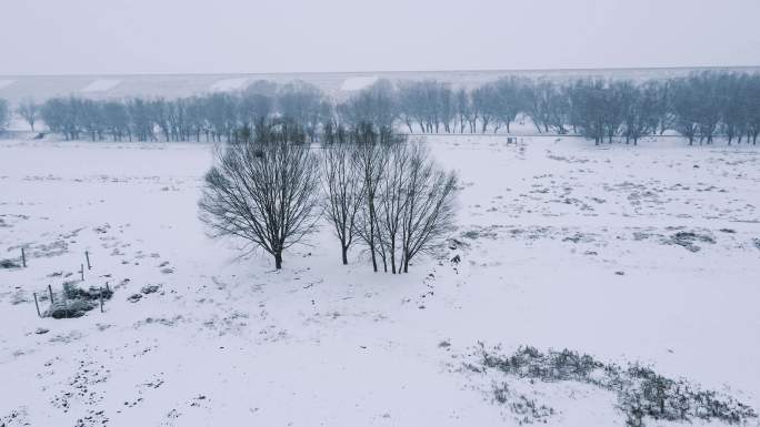 平原大地风雪中的大地树木