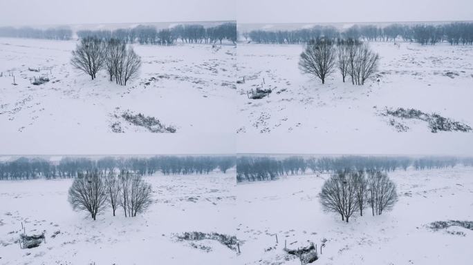 平原大地风雪中的大地树木