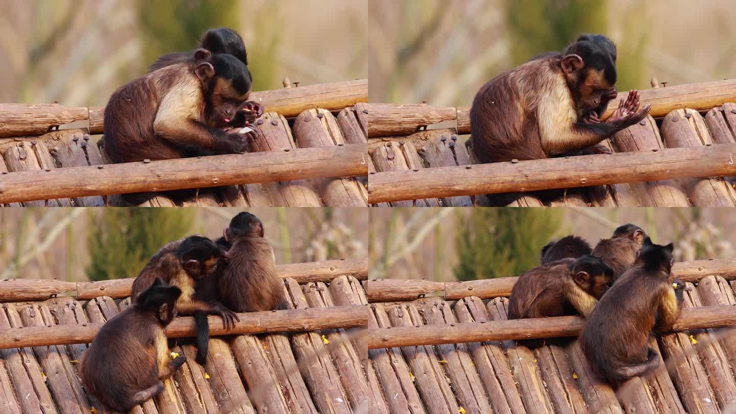 【动物世界】温馨充满爱的小猴子镜头画面