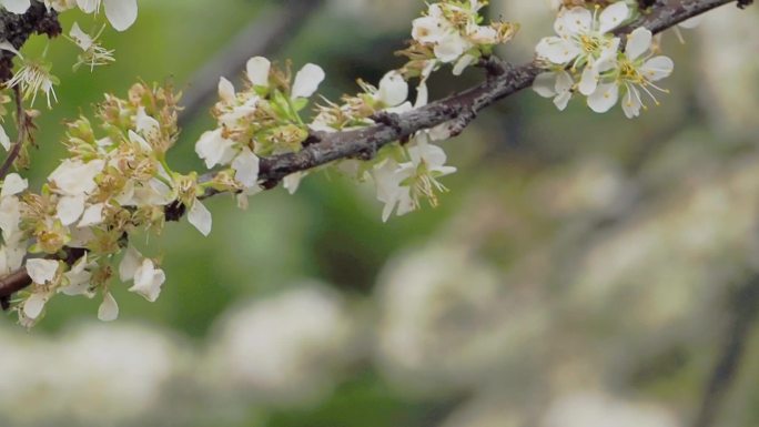 李花盛开蜜蜂飞舞采蜜