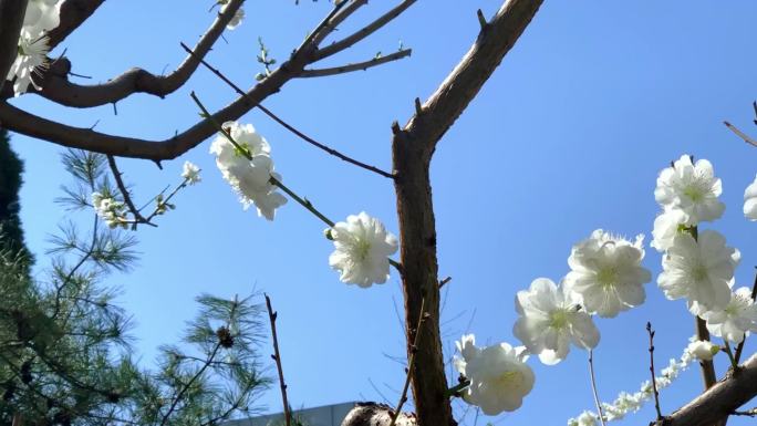 春天桃花 蓝天 阳光下 空镜
