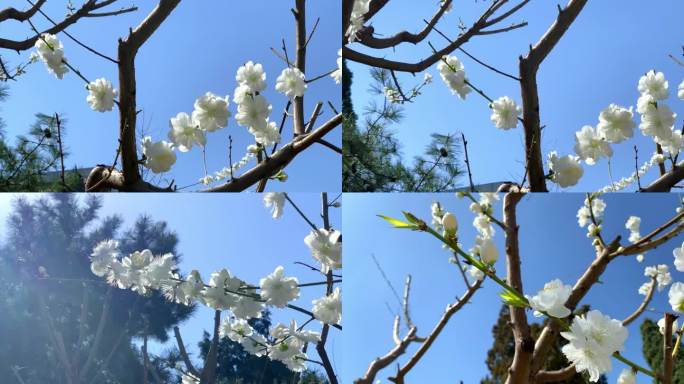 春天桃花 蓝天 阳光下 空镜