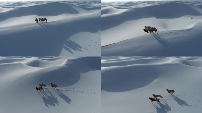 大漠雪中奔跑的骆驼