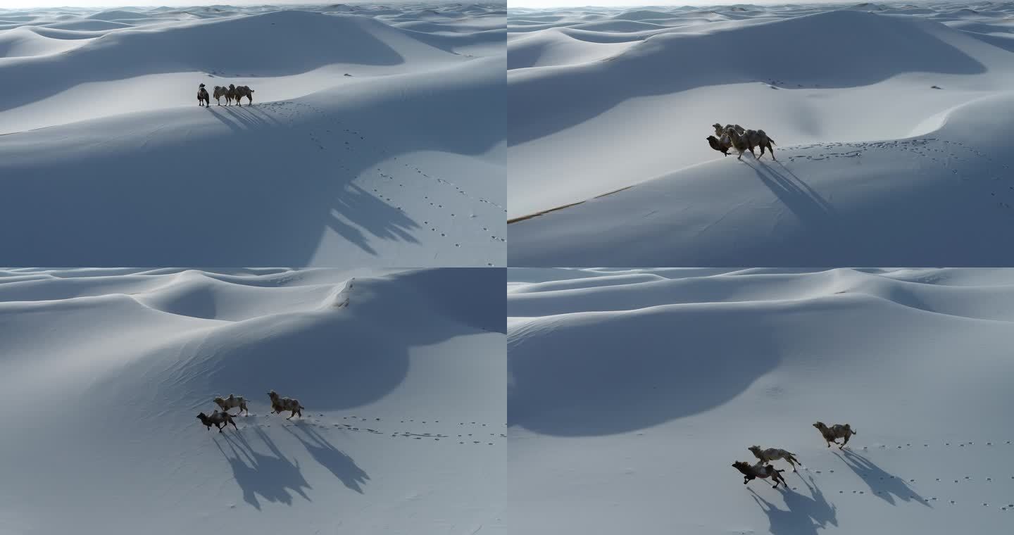 大漠雪中奔跑的骆驼