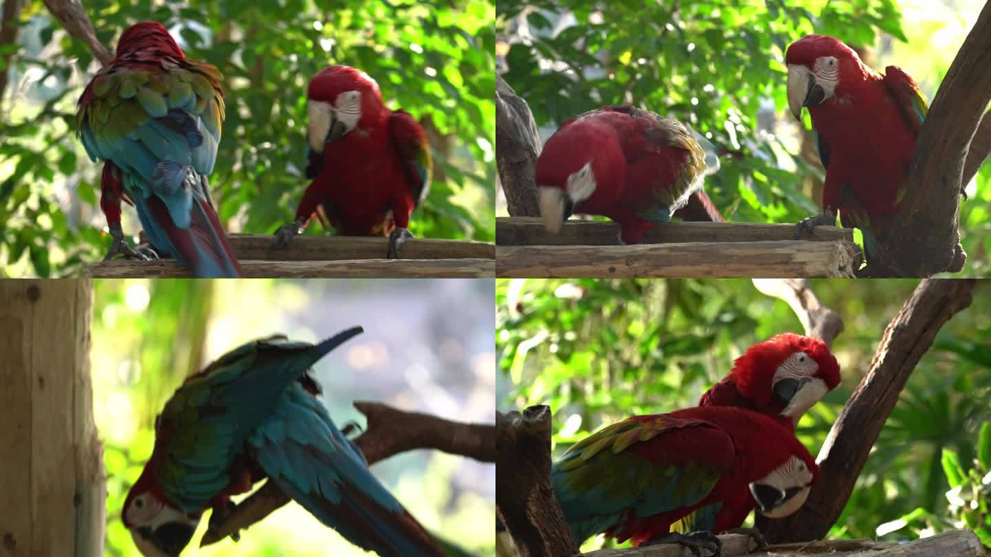 红绿金刚鹦鹉